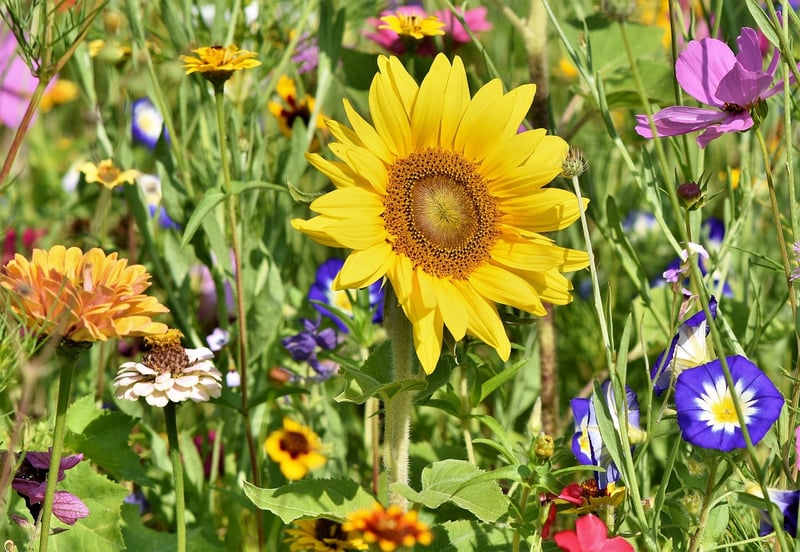 Magical Garden Inspiration